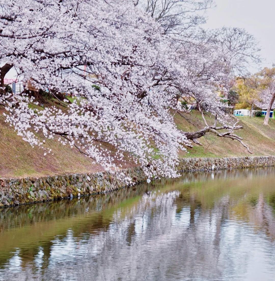 일본 벚꽃 에디션 Vol.2 흩날리는 꽃잎, 규슈의 가장 완벽한 봄